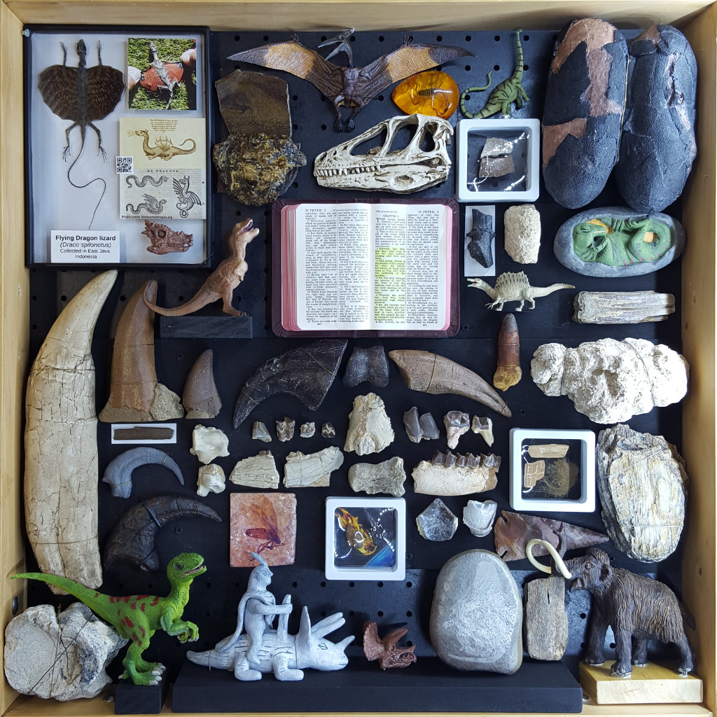 Dinosaur Fossil Display Box